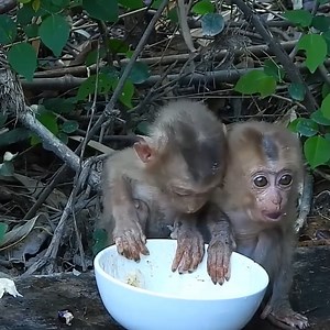 108K views · 2.4K reactions | Cheko is obsessed with eating sweet fruits, making cheko like to eat a lot | Monkey Noble | Facebook