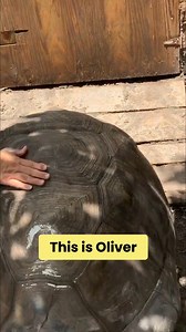 36K views · 792 reactions | Pyramiding can be pretty common in tortoises, but with proper diet and the proper care, you can take these animals and get them pretty smooth over time, take a look how beautiful Oliver is now. | Florida Iguana and Tortoise Breeders | Facebook