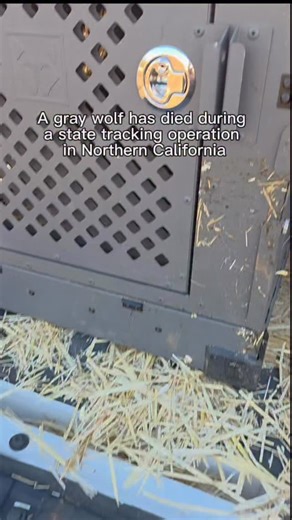 A female gray wolf from Northern California’s Harvey pack has died after being captured by state wildlife officials during an effort to fit the animal with a GPS tracking collar | Active NorCal