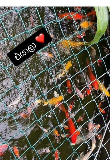 Explore Beautiful Koi Fish Varieties and Colors