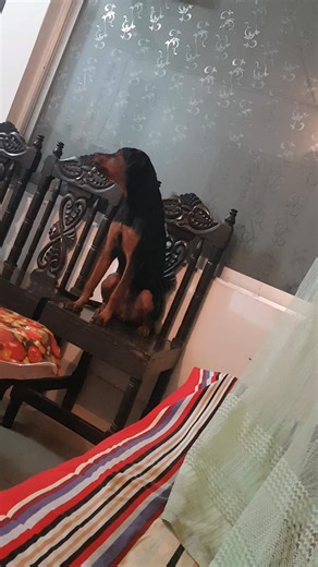 #Rott_barking_at_her_own_reflection | Mahtab Siddiqui