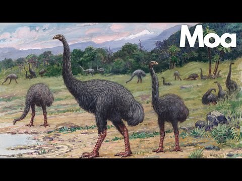 The Fascinating World of the Moa