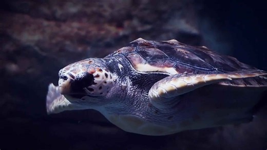 Man Saves Struggling Sea Turtle with Overgrown Barnacles