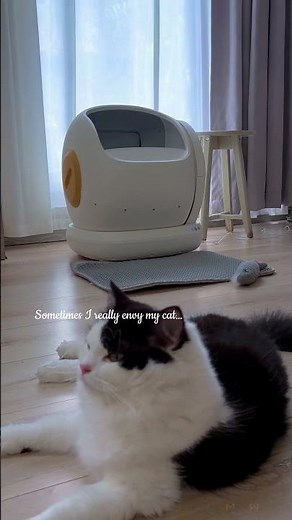 Lazy Cat Owner's Guide: Is an Automatic Litter Box Worth It?#meowant #cat #catlitterbox #furry