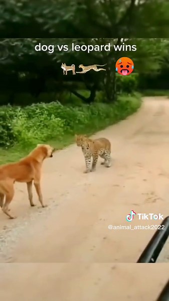 Wild and Dangerous Animals Screaming in Fear