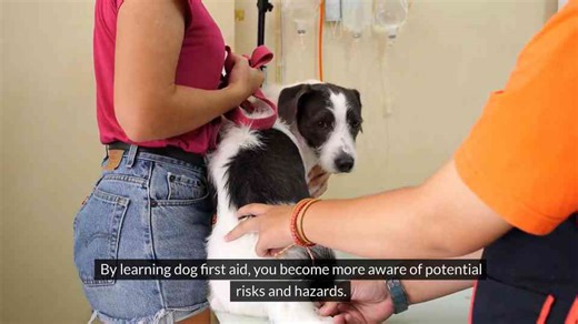 Dog Emergencies Happen! Here’s Why You Need First Aid Training