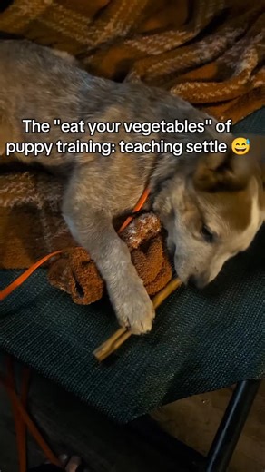 Sav the Dog Nerd on Instagram: "#australiancattledog #puppyofinstagram #puppytraining"