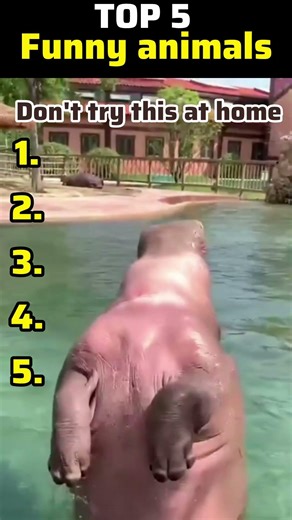 Ranking TOP 5 funniest animal moments...You won't believe no. 1