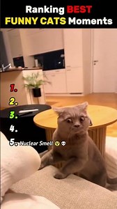 Ranking the Funniest Cat Moments Part 2 😂🐱 #shorts