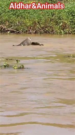 Leopard vs Caiman: The Ultimate Ambush! 🐆🐊 #animals #crocodile #leopard #shortsviral #shorts #fyp