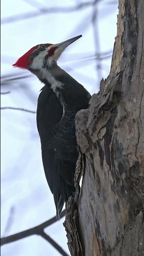 Foraging - Pileated Woodpecker (Dryocopus pileatus):: Animal Behavior