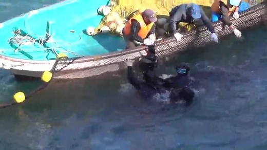 Dolphins Herded With Curtain of Death Before Taiji Slaughter