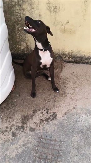 pitbull mitti me beta #shortsviral #trendingshorts #petlover #pitbull