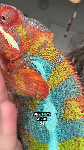 Here’s an example of a chameleon changing colors. Sprinkles gets bright when he’s excited 🫶🏻🌈.#pantherchameleon #chameleon #reptile #reptilesofinstagram #lizard #re | The jess zoo