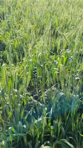 #खेती #बाड़ीअशरफी#फॉलो