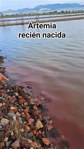#Newborn brine shrimp in #LakeTexcoco #Nature #Fishing #Mizradocs