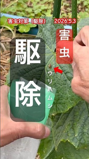 [Pest Trap] Here's how to easily make a homemade pest trap #pestcontrol
