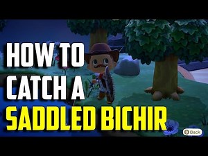 How to Catch a Saddled Bichir | Saddled Bichir ACNH | Saddled Bichir Animal Crossing New Horizons