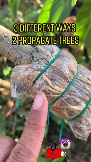 3 Ways to Propagate Trees & Shrubs Faster
