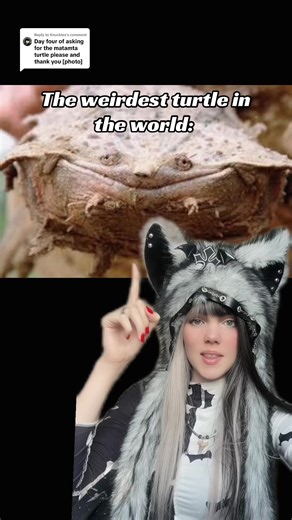 Discover the Unique Mata Mata Turtle