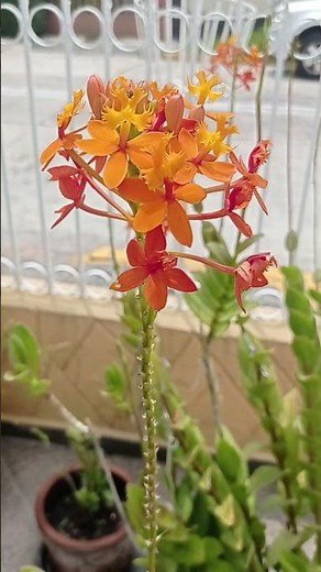 Epidendrum radicans.