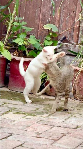 Kitten mafia strikes again! 🙀#funny #comedy #kittens #cat