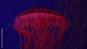 Chrysaora fuscescens is a common free-swimming scyphozoan native to the Pacific Ocean and is commonly known as the Pacific sea nettle or West Coast sea nettle.