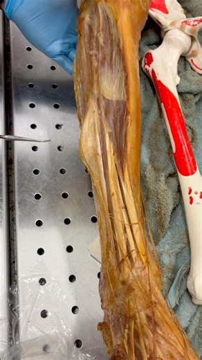 Tibialis anterior anatomy and function #biology #education #muscle