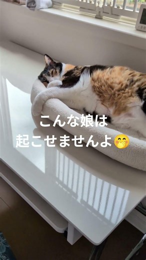 うちの娘（快適！快適！）母さんの作業台は半分しか使え無いのね🤗 #cat #ねこ