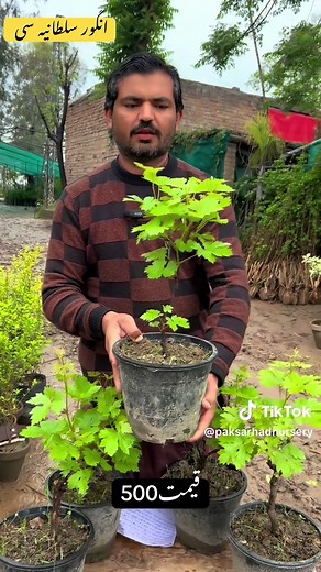 Grape Varieties for High Temperatures | Garden Layout & Propagation