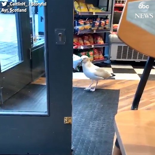 Brazen daylight robbery caught on camera as a seagull allegedly enters a bakery and steals a bag of chips. http://abcn.ws/2Fvktqv | ABC News