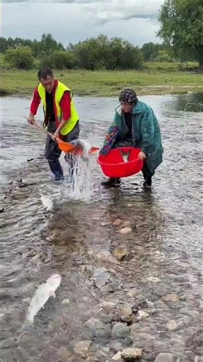 NO FISHING POLE NEEDED! 😲 Amazing Shovel Fishing During the Run!#FishingLife #AmazingCatch