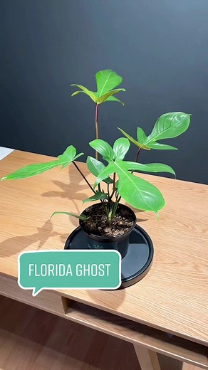 Descubre el Filodendro Florida Ghost: una planta única