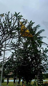 #Actionnaires, nos #Mimos sont à Bouaké. #ASEC | ASEC Mimosas