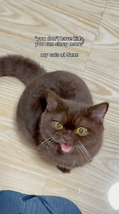 who needs an alarm clock when you have cats 😂 | TOFU