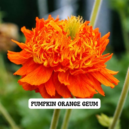 Pumpkin Orange Geum Perennial Live Plant, Vibrant Orange Blooms, Attracts Hummingbirds, 3 Inch Pot - Etsy