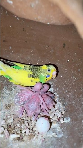 Budgies Breeding Progress 2025 💚💛#birds#lovebirds #parrot#budgies #birdsounds#shorts #birdbreeding