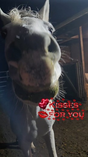 21 reactions | Greatful to have family that support my farm project ideas! Amora and I are both thankful 殺 | Amore Farm | Facebook