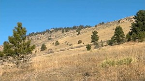 Trail runner kills attacking mountain lion 'in self-defense'