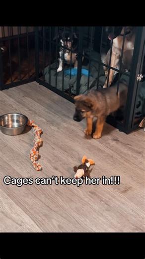 This dog says absolutely not… absolutely not mom 😅🐾 #germandshepherdpuppy #huskylife