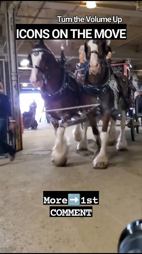 Icons on the Move: The Clydesdales Are Coming🐎 Watch More👇 https://doghappiness.co/clydesdales-commercial-elevates-the-super-bowl/ #horsevideo #equestrianlife #horsebackriding #animals #satisfying #horse #shorts #horselife #gentlegiant | Horse Lovers