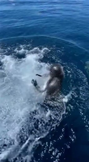 Sharks vs Spiked Armor 😨 Worst Idea… Or Best? 😳