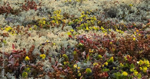 Arctic Tundra lichen moss close-up. Found primarily in areas of Arctic Tundra, alpine tundra, it is extremely cold-hardy. Cladonia rangiferina, also known as reindeer cup lichen.