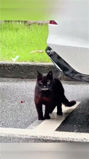 Strange-looking cats #cat #funny #foryou #shorts