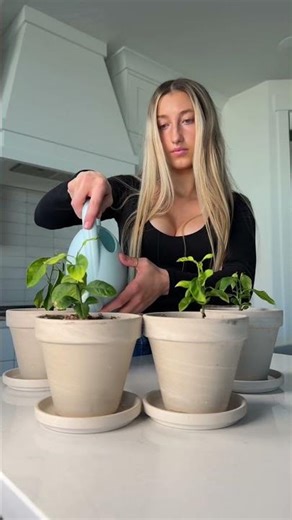 Lemon trees are subtropical and grow fastest when warm