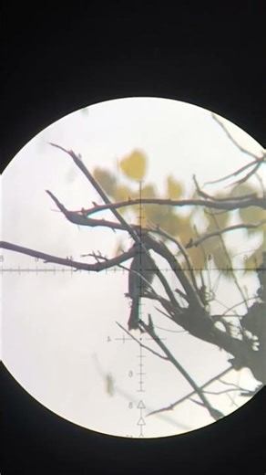 perfect dead shot #hunting #birds #birdhunting #nothingimposibleinthisworld #hunting