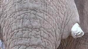 Extreme close up of a large African elephant skin, face and eyes.