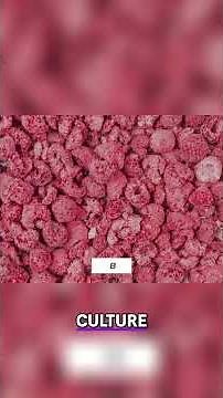 Raspberry History: From Europe to American Cultivation #shorts