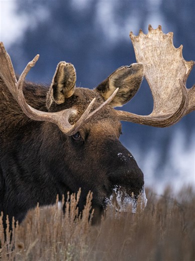 Adventure awaits. Go find Wildlife Go find the wild. #animals #moose #photography #naturetiktok #wildlifephotography