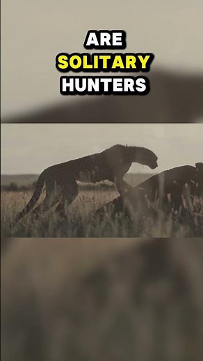 Top Ten Animals of the African Savana: The Speedy Cheetah